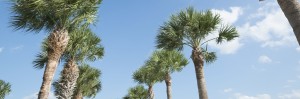 Two rows of palm trees sway in the wind. The sky is super blue.