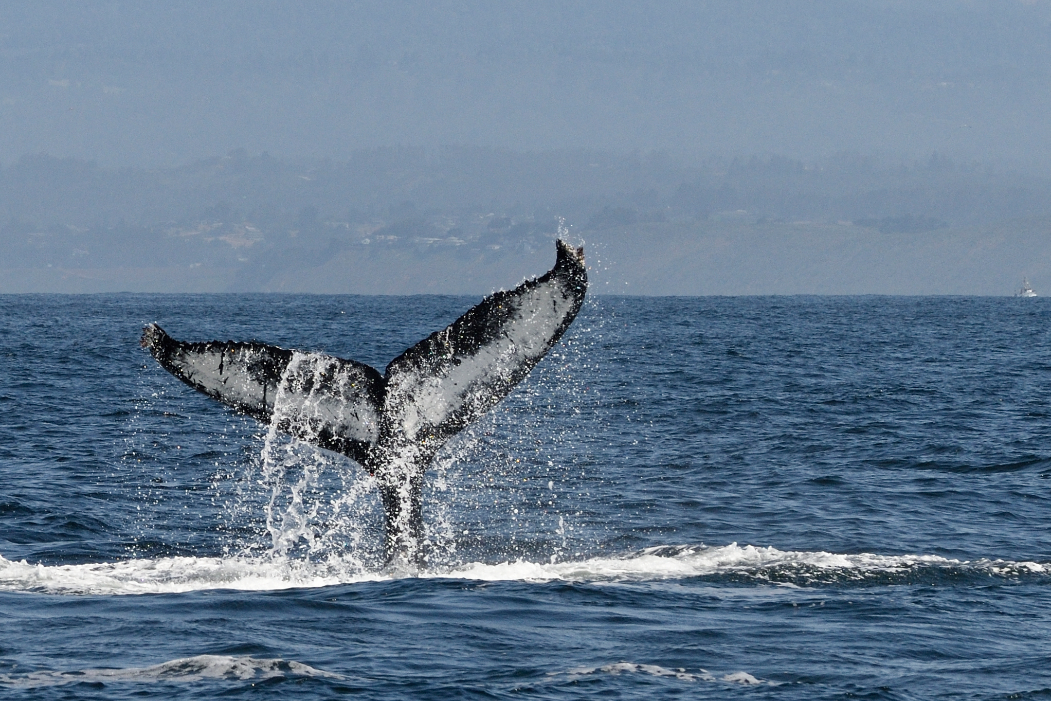 whale watching tour orange county