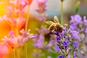 honey bee on top of a purple flower in a field