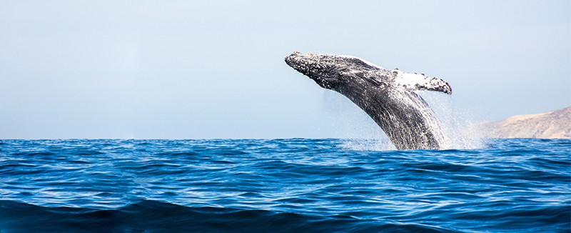 Gray Whale breeching in the Ocean