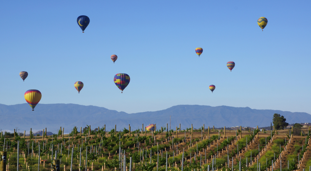hot air balloons over the vineyard