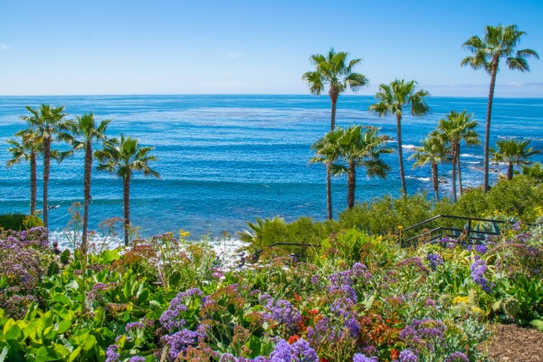 ocean view of laguna beach with palm trees